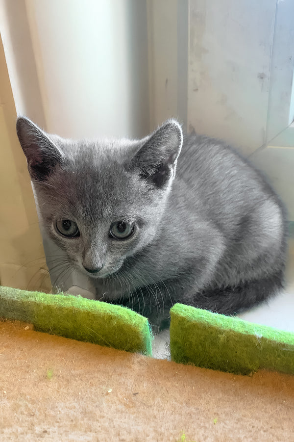 Branya | Russian Blue Kitten