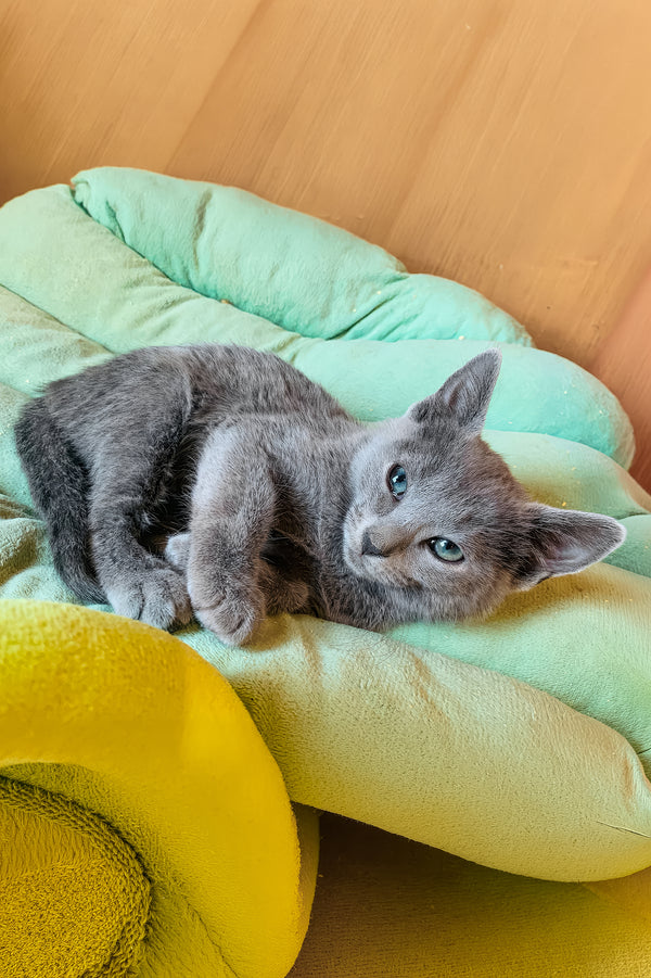 Branya | Russian Blue Kitten