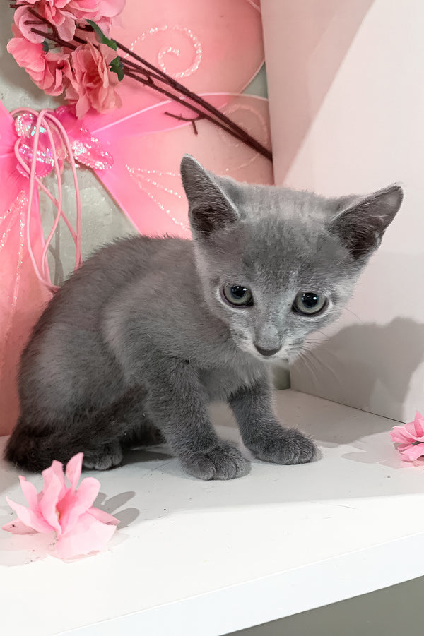 Branya | Russian Blue Kitten