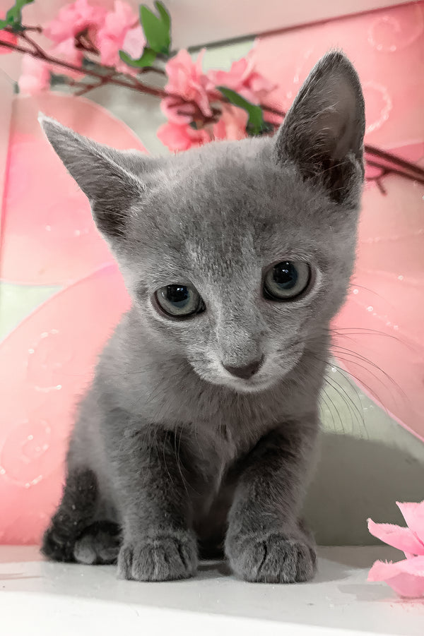 Branya | Russian Blue Kitten