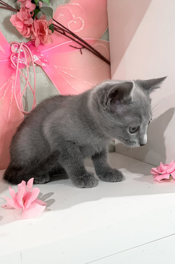 Branya | Russian Blue Kitten