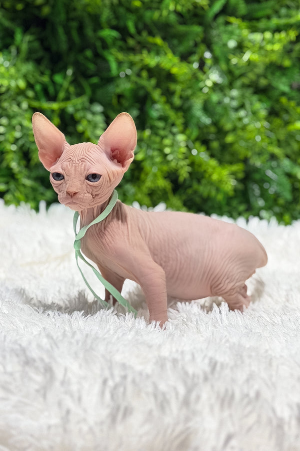 Bravis | Canadian Sphynx Kitten