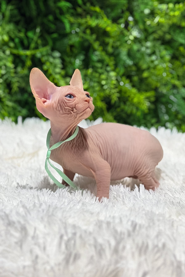 Bravis | Canadian Sphynx Kitten