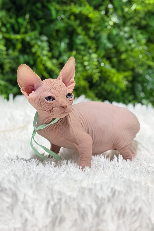 Bravis | Canadian Sphynx Kitten