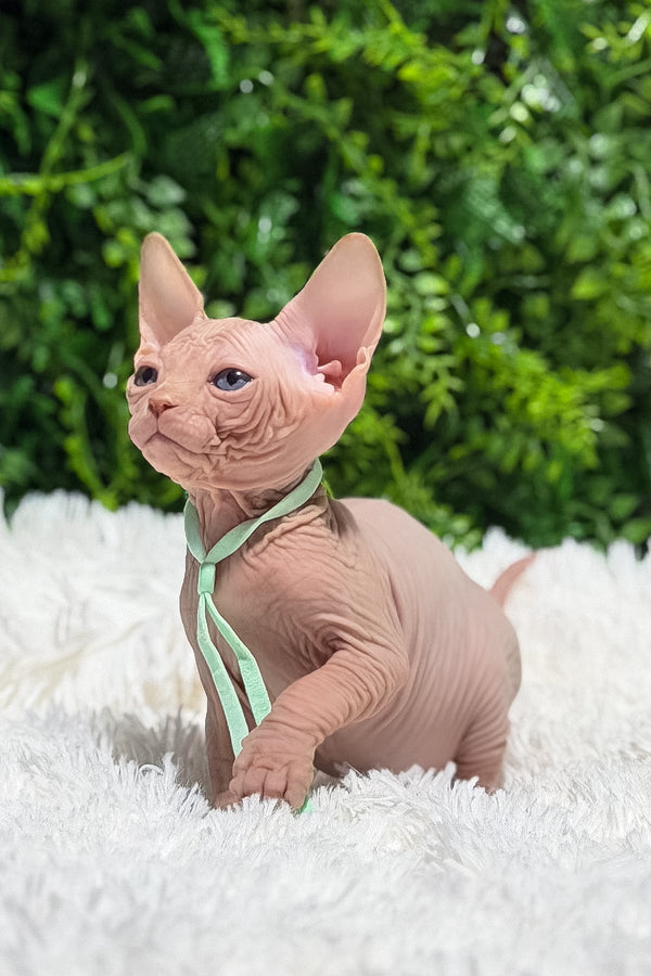 Bravis | Canadian Sphynx Kitten