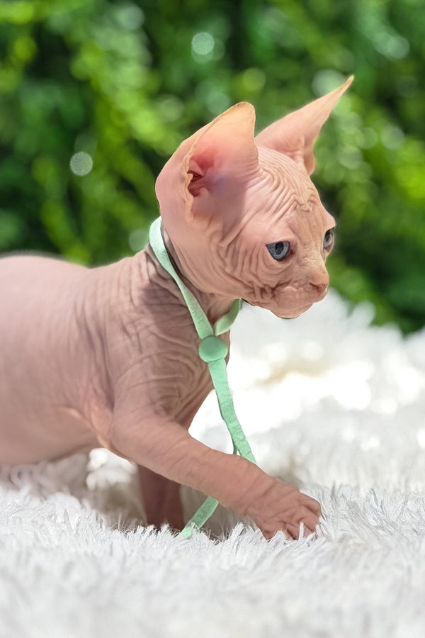 Bravis | Canadian Sphynx Kitten