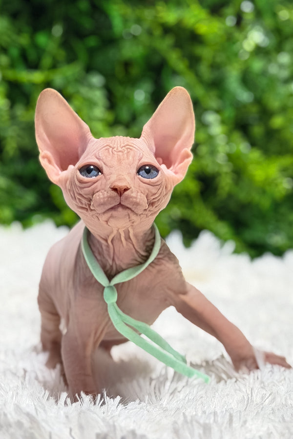 Bravis | Canadian Sphynx Kitten