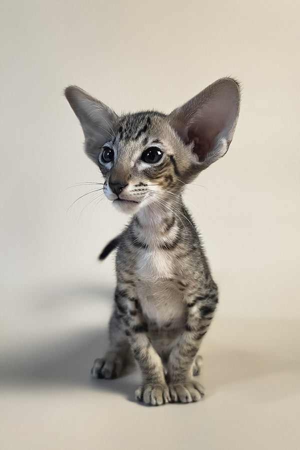 Brawnie | Oriental Shorthair Kitten