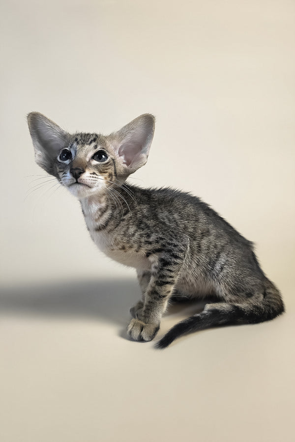 Brawnie | Oriental Shorthair Kitten