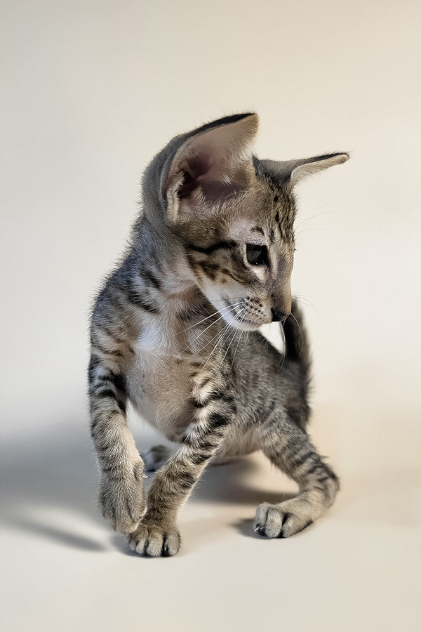 Brawnie | Oriental Shorthair Kitten