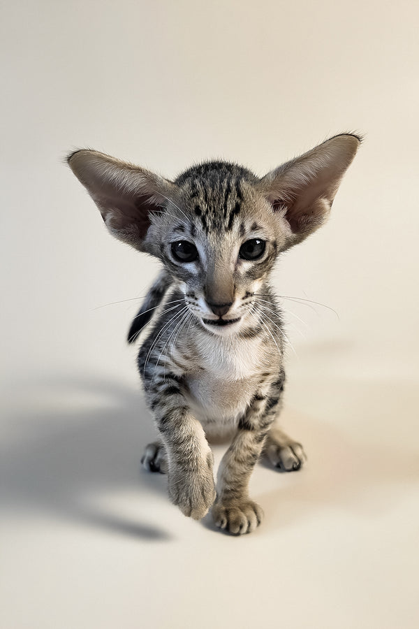 Brawnie | Oriental Shorthair Kitten