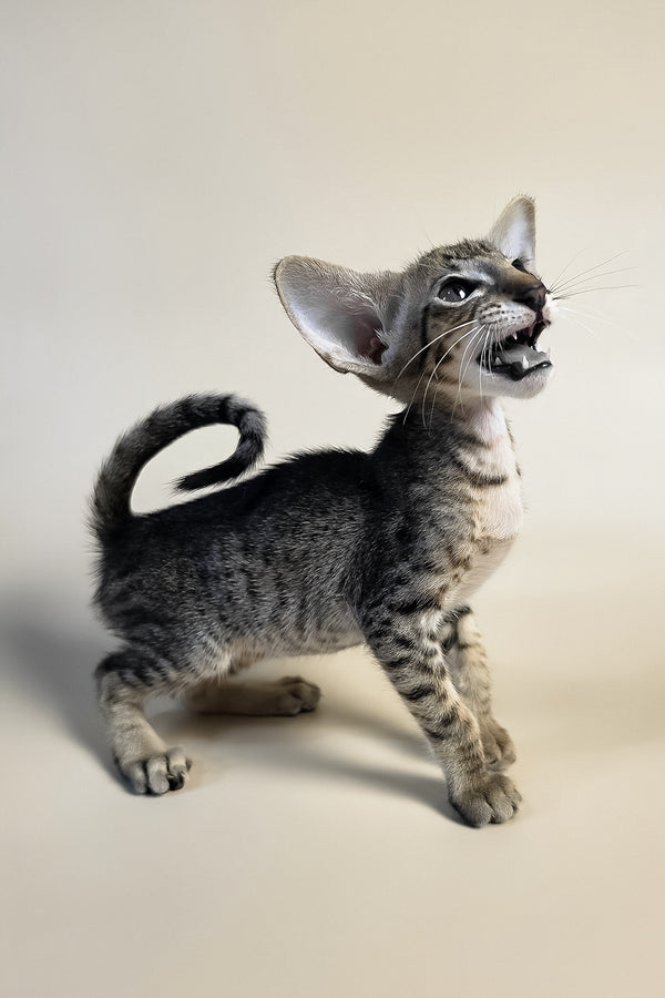 Brawnie | Oriental Shorthair Kitten