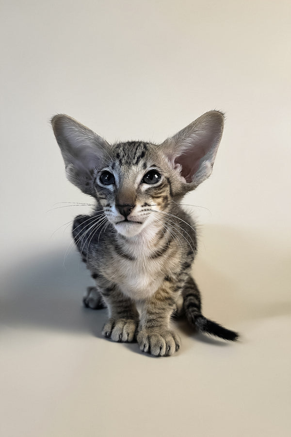 Brawnie | Oriental Shorthair Kitten