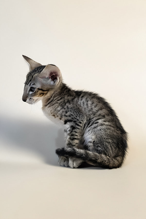 Brawnie | Oriental Shorthair Kitten