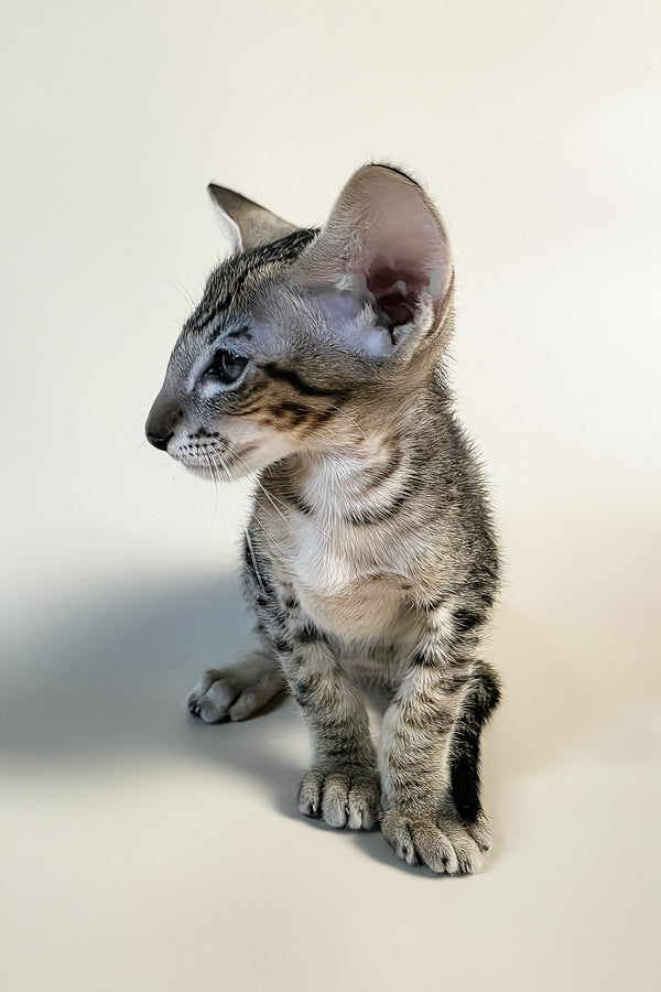 Brawnie | Oriental Shorthair Kitten