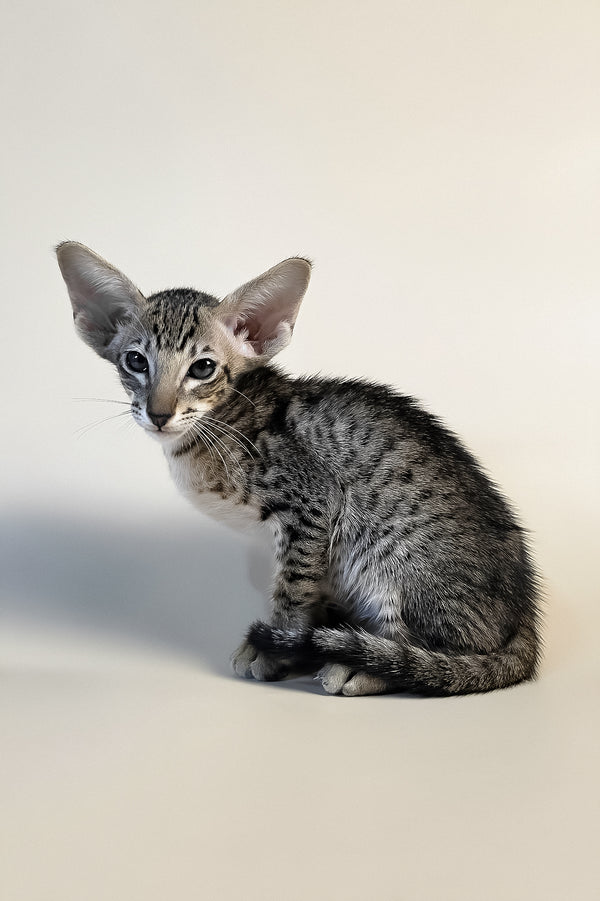 Brawnie | Oriental Shorthair Kitten