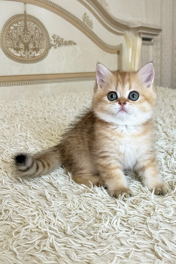 Bridget | British Shorthair Kitten