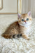 Bridget | British Shorthair Kitten