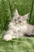 Brooklyn | Maine Coon Kitten