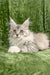 Brooklyn | Maine Coon Kitten