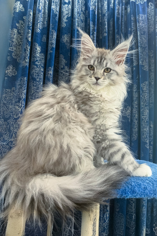 Brooklyn | Maine Coon Kitten