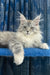 Brooklyn | Maine Coon Kitten