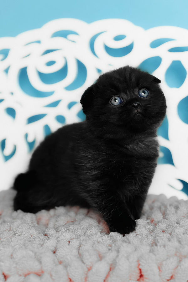 Brownie | Scottish Fold Kitten