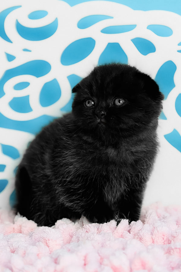 Brownie | Scottish Fold Kitten