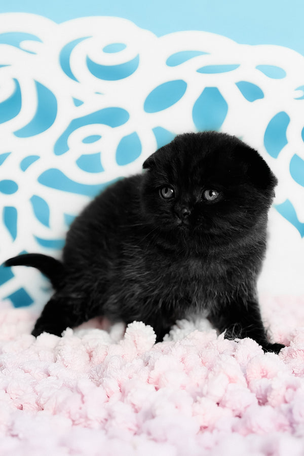 Brownie | Scottish Fold Kitten