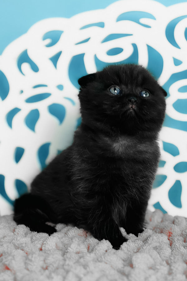 Brownie | Scottish Fold Kitten