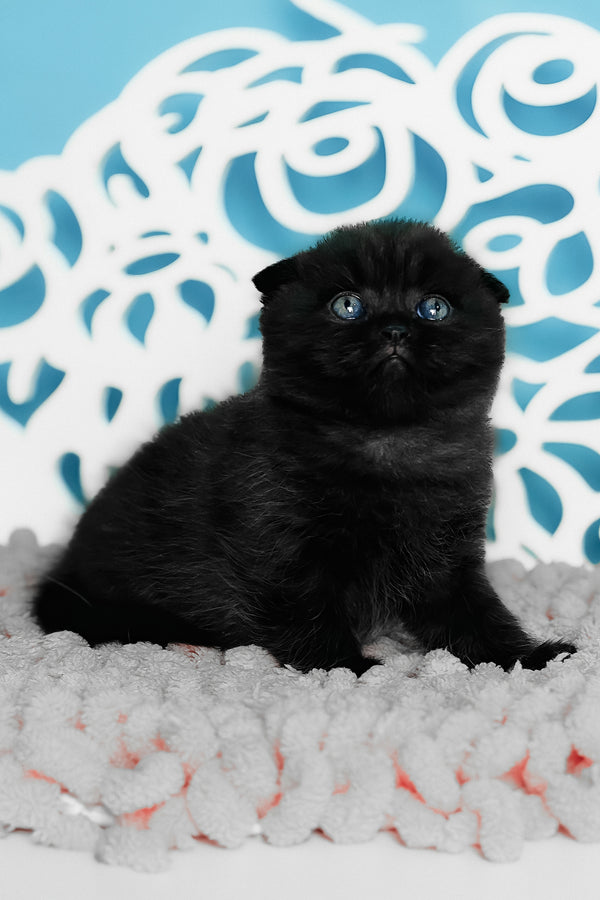 Brownie | Scottish Fold Kitten