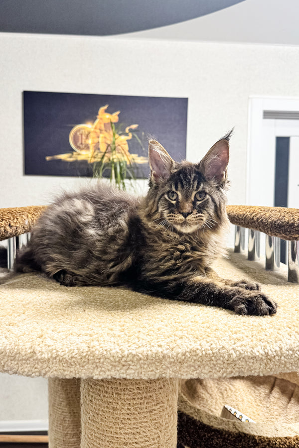 Bruno | Maine Coon Kitten