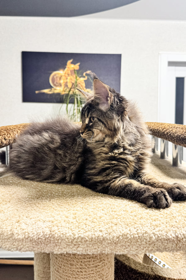 Bruno | Maine Coon Kitten