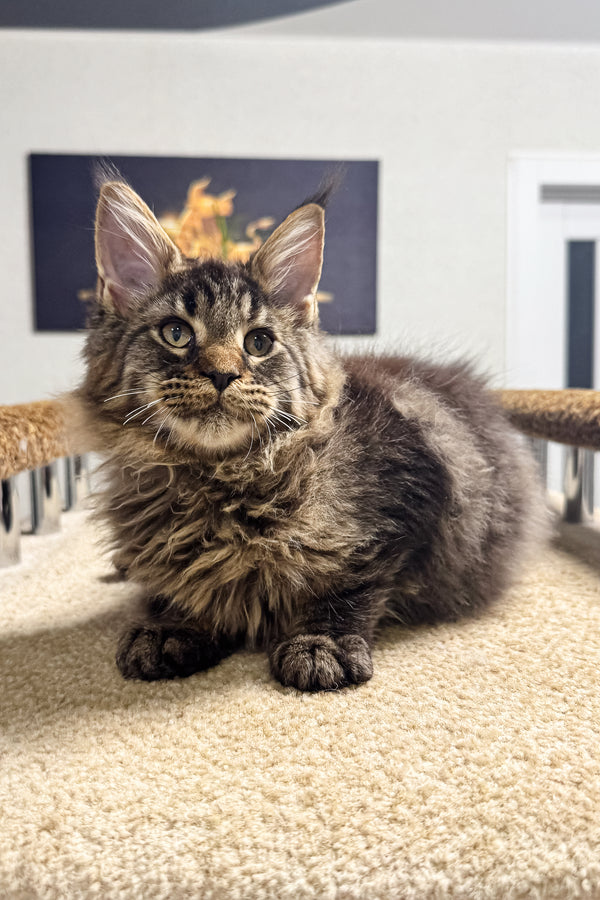 Bruno | Maine Coon Kitten