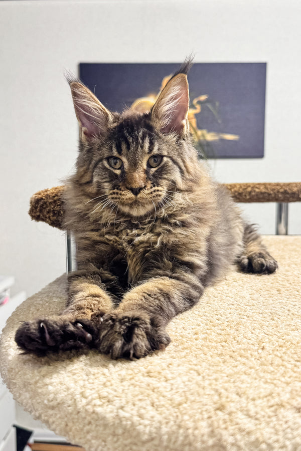 Bruno | Maine Coon Kitten