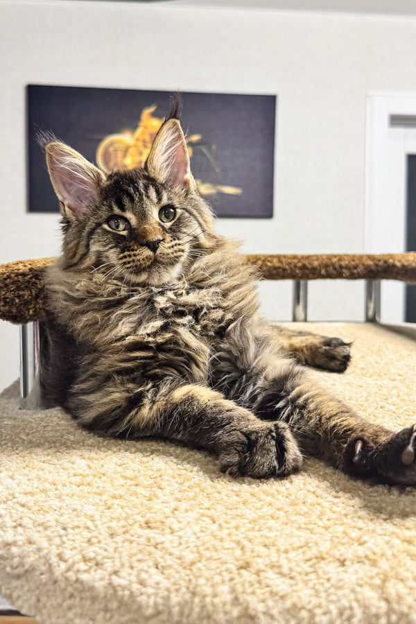 Bruno | Maine Coon Kitten