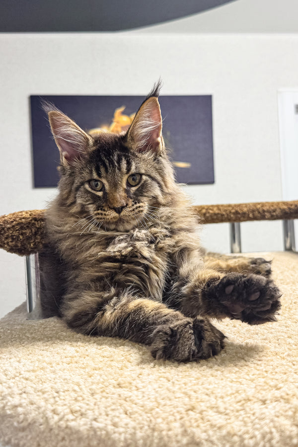 Bruno | Maine Coon Kitten
