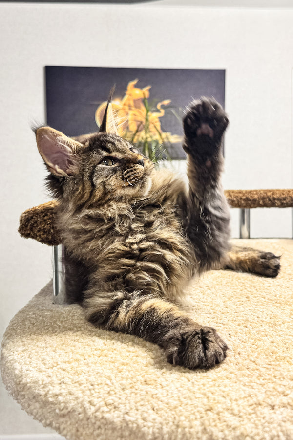 Bruno | Maine Coon Kitten