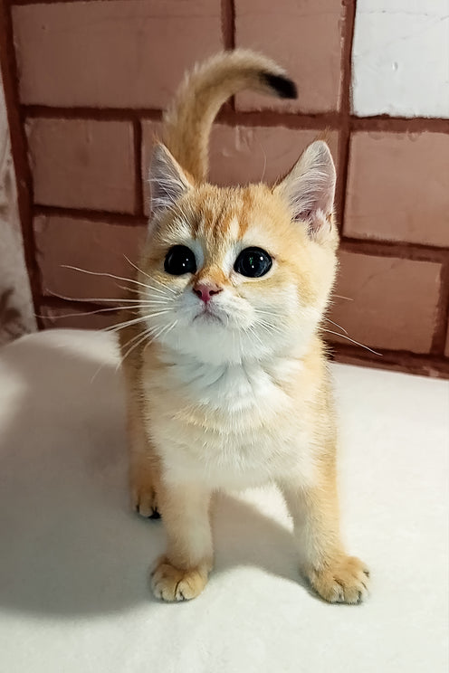 Bruno | Scottish Straight Kitten