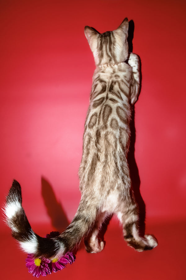 Bruno | Bengal Kitten