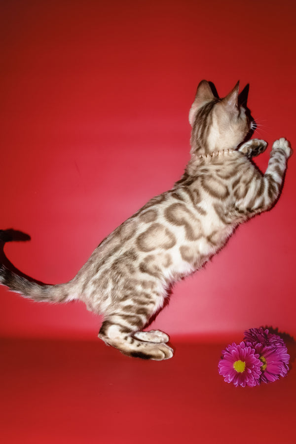 Bruno | Bengal Kitten