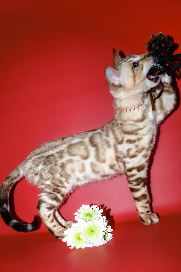 Bruno | Bengal Kitten
