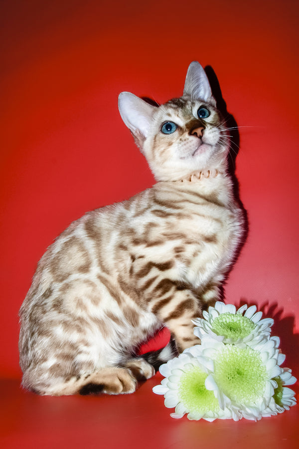 Bruno | Bengal Kitten