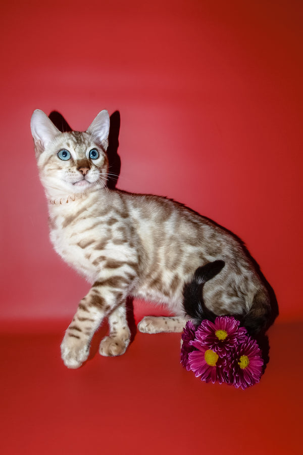 Bruno | Bengal Kitten