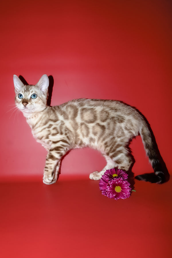 Bruno | Bengal Kitten