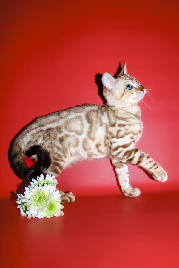 Bruno | Bengal Kitten