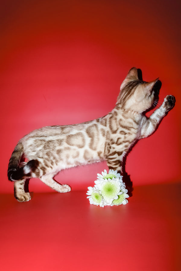 Bruno | Bengal Kitten