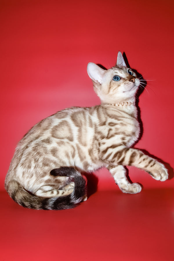 Bruno | Bengal Kitten