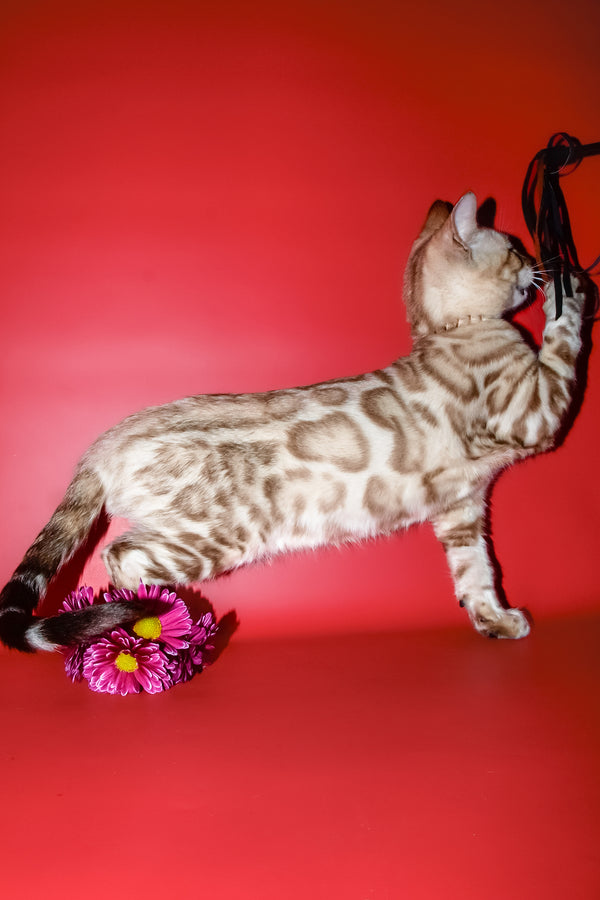 Bruno | Bengal Kitten