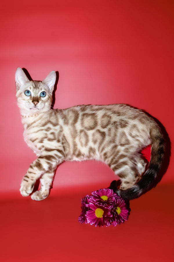 Bruno | Bengal Kitten